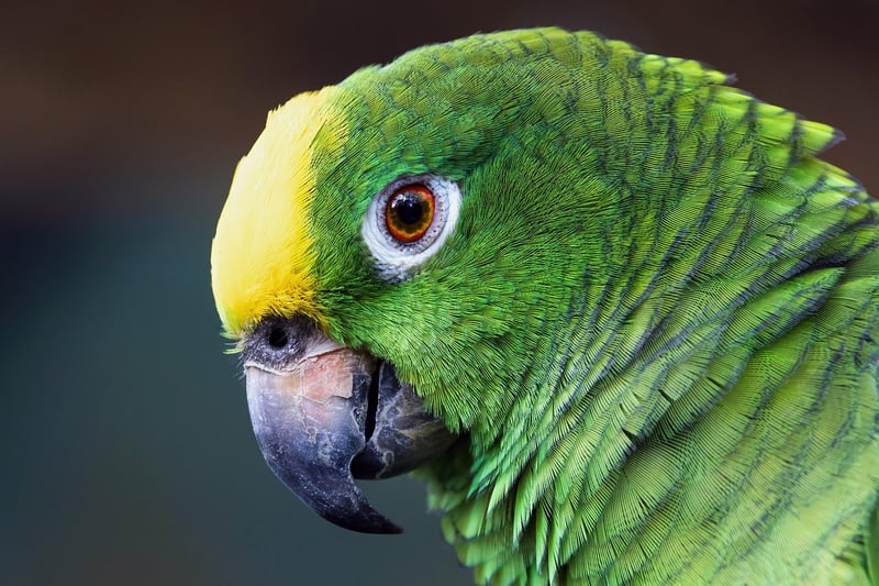 Amazon Rainforest